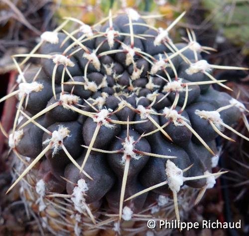 Gymnocalycium schroederianum paucicostatum ©P.Richaud